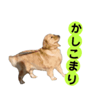 可愛いふぅちゃん（個別スタンプ：20）