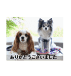 レオンとこむぎ③（個別スタンプ：3）