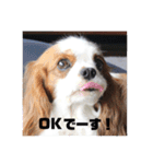 レオンとこむぎ③（個別スタンプ：5）