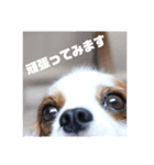 レオンとこむぎ③（個別スタンプ：8）