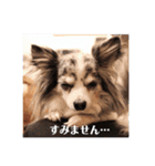 レオンとこむぎ③（個別スタンプ：10）