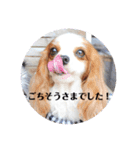 レオンとこむぎ③（個別スタンプ：13）