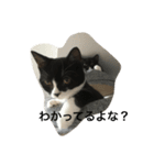 猫 あおあんず 関西（個別スタンプ：1）