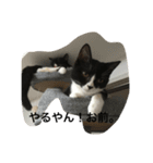 猫 あおあんず 関西（個別スタンプ：2）