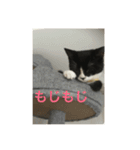 猫 あおあんず 関西（個別スタンプ：3）