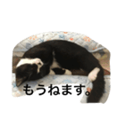 猫 あおあんず 関西（個別スタンプ：4）