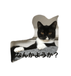 猫 あおあんず 関西（個別スタンプ：6）