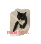 猫 あおあんず 関西（個別スタンプ：7）