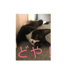 猫 あおあんず 関西（個別スタンプ：9）