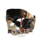 猫 あおあんず 関西（個別スタンプ：12）