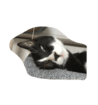 猫 あおあんず 関西（個別スタンプ：13）