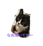 猫 あおあんず 関西（個別スタンプ：14）