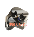 猫 あおあんず 関西（個別スタンプ：15）