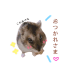 ジャンガリアンのハムカツ子（個別スタンプ：2）
