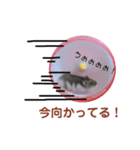 ジャンガリアンのハムカツ子（個別スタンプ：5）