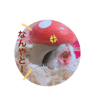 ジャンガリアンのハムカツ子（個別スタンプ：8）