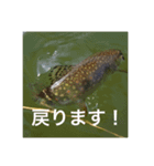 魚のキモチ（個別スタンプ：1）