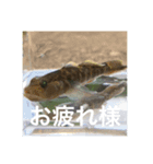 魚のキモチ（個別スタンプ：3）
