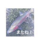 魚のキモチ（個別スタンプ：4）