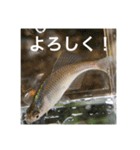 魚のキモチ（個別スタンプ：5）