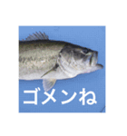魚のキモチ（個別スタンプ：7）