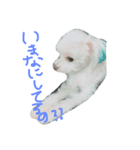 愛犬ズ2（個別スタンプ：1）