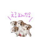 愛犬ズ2（個別スタンプ：3）