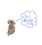 愛犬ズ2（個別スタンプ：4）