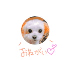 愛犬ズ2（個別スタンプ：6）