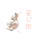 愛犬ズ2（個別スタンプ：8）