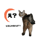 うちのシャバ（個別スタンプ：2）