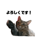 うちのシャバ（個別スタンプ：4）