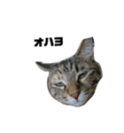 うちのシャバ（個別スタンプ：5）