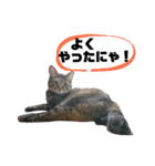 うちのシャバ（個別スタンプ：6）