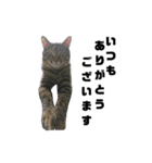 うちのシャバ（個別スタンプ：7）