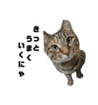 うちのシャバ（個別スタンプ：11）
