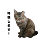 うちのシャバ（個別スタンプ：12）