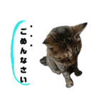 うちのシャバ（個別スタンプ：13）