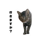 うちのシャバ（個別スタンプ：14）