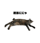 うちのシャバ（個別スタンプ：15）