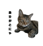 うちのシャバ（個別スタンプ：16）