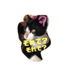 金原家（個別スタンプ：7）