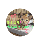 金原家（個別スタンプ：12）