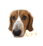 雑種犬の三郎太。（個別スタンプ：1）