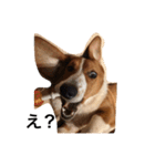 雑種犬の三郎太。（個別スタンプ：2）