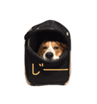 雑種犬の三郎太。（個別スタンプ：3）