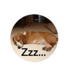 雑種犬の三郎太。（個別スタンプ：4）
