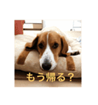 雑種犬の三郎太。（個別スタンプ：5）