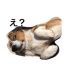 雑種犬の三郎太。（個別スタンプ：8）