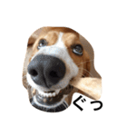 雑種犬の三郎太。（個別スタンプ：10）